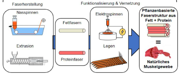 PlantFibre – Faserstrukturen für alternative Lebensmittel